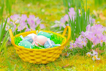 Fototapeta premium close up Easter basket with colorful eggs on meadow with first spring crocus flowers