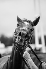 Cheval de course sous pression 