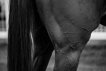 Musculature hippique