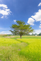 Fototapeta na wymiar The green rice field with sky and cloud background. natural concept
