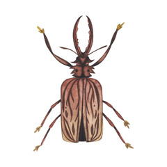 Realistic brown beetles insect isolated on white background. Watercolor hand drawn animal bugs llustration for design