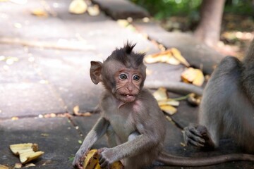 Close-up of a baby cynomolgus monkey looking forward, diffuse sunlit stone floor in the background.