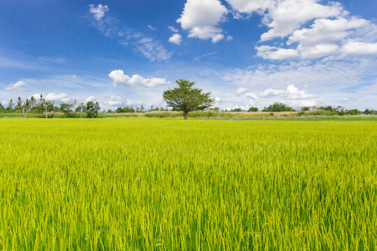 The green rice field with sky and cloud background. natural concept
