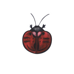 Realistic red beetles insect isolated on white background. Watercolor hand drawn animal bugs llustration for design