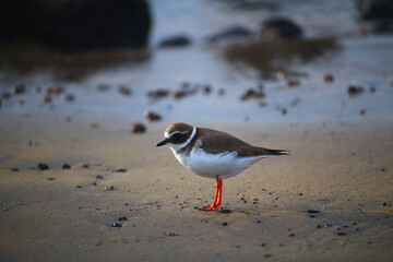 Common Ringed Plover (Charadrius hiaticula) at the beach of Tenerife Island (El Medano, Canary Islands, Spain)