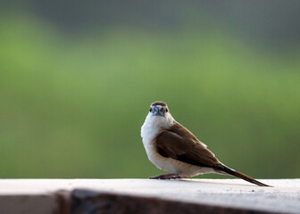 A picture of the Cute little Indian silverbill,  also known as white throated munia sitting on the stone wall, staring to the camera...