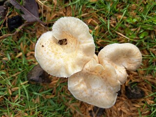 Beautiful wild mushroom in the forest