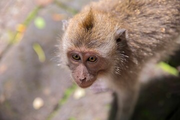 Portait close-up of a young cynomolgus monkey taken from above, in the background diffuse a stone floor with foliage.