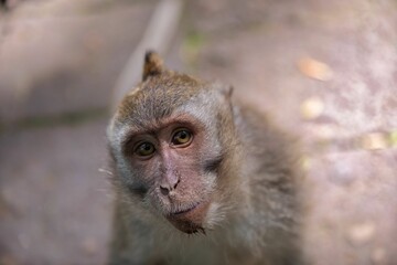 Portrait close-up of a young monkey looking directly into the camera, in the background diffuse a stone floor.