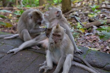 Close up body shot of three cynomolgus monkeys sitting on a stone floor, rainforest and foliage in the background.