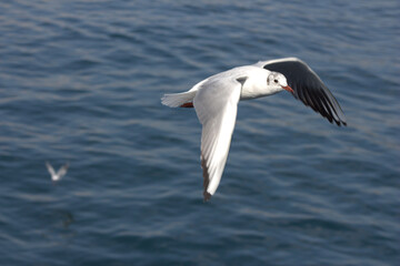 Fototapeta na wymiar A seagull flying in the sky, albatros