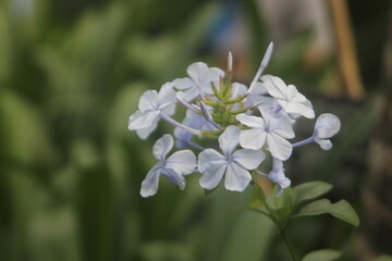 geranium forget me not flowers