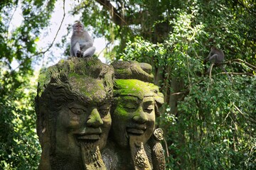 Obraz premium Long distance shot of an adult cynomolgus monkey sitting on a mood covered stone statue, in the background diffuse rainforest and another monkey sitting in the branches.