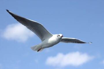 Fototapeta na wymiar A seagull is flying in the sky, albatros
