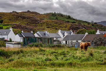 Highland cow in Duirinish, Highlands, Scotland