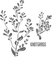 Knotgrass stem vector silhouette. polygoni avicularis herba medicinal herbal outline. Knotgrass plant silhouette for pharmaceuticals and coocking. A set of Knotgrass herb outlines.