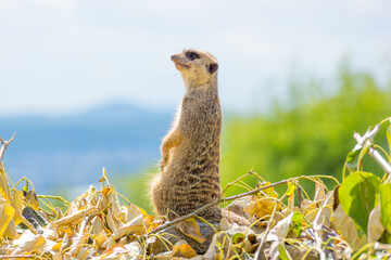 Wide isolated shot of a meerkat on a sunny day