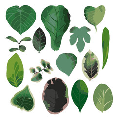 Vector of watercolor collection with various types of leaves on white background.