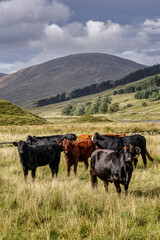 Cattle on Strathconon Estate, Highlands, Scotland 