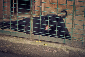 Photo of a black panther in a zoo cage roaring at passers-by