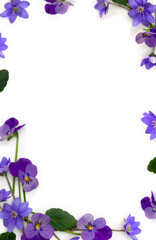 Fototapeta na wymiar Flowers viola tricolor ( pansy ) and blue flowers hepatica ( liverleaf or liverwort ) on a white background with space for text. Top view, flat lay