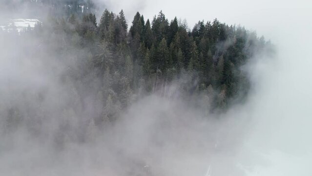 Mountain pine trees, forest covered in snow and mist on winter day. Aerial view of Swiss Alps, Sattelegg Switzerland