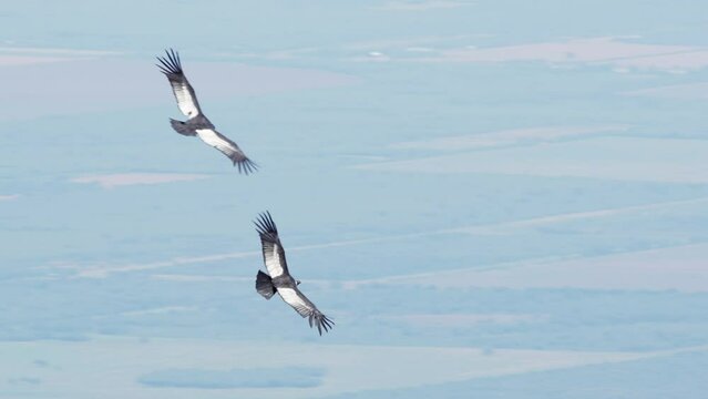 Two andean condors flying close to each other and performing maneuvers in flight over the mountains with valley below. 4k, slow motion