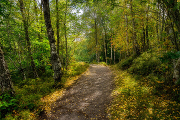 Fototapeta na wymiar Sunlit path near Rogie Falls, Highlands, Scotland