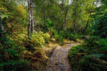 Sunlit path near Rogie Falls, Highlands, Scotland