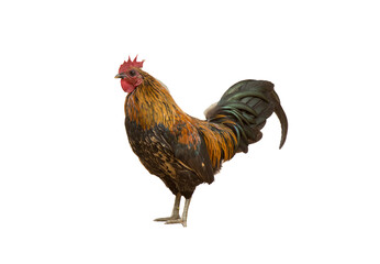 rooster isolated png