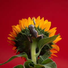 Tree frog climbs on sunflower. Large-headed leaf frog studio shot. Phyllomedusa megacephala with flower on red background. Beautiful exotic pet. Funny amphibian