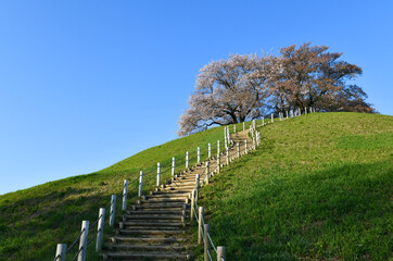 Fototapeta na wymiar 丘の上の桜と青空
