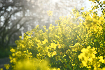 木漏れ日あふれる菜の花畑