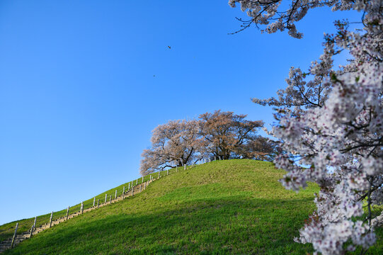 丘の上の桜と青空
