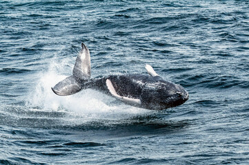 Fototapeta premium Leap of Joy: Witnessing the Playful Antics of a Humpback Whale Calf