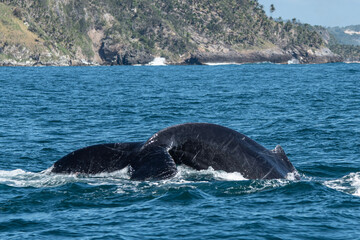 Fototapeta premium Returning to the depths, humpback whale in Samana 