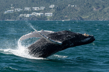 The breach of a Humpback whale in Samaná Bay