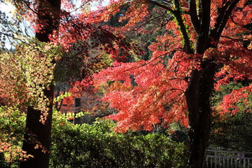 紅葉　