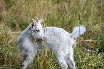 Obraz premium white goat on green grass