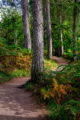 Path to Corrieshalloch Gorge, Garve, Scotland