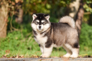 Fluffy Alaskan Malamute puppy in the park in spring
