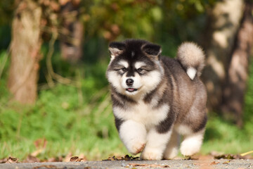 Naklejka na ściany i meble Fluffy Alaskan Malamute puppy in the park in spring