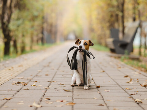 Jack Russell Terrier dog holding a leash for a walk in the autumn park. 