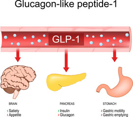 Glucagon like peptide 1. CLP-1