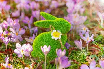 green grass spring rabbit close up with first crocus flowers in garden. Easter bunny.