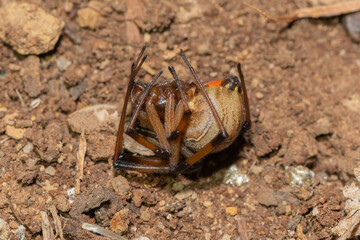 Brown Button spider (Latrodectus geometricus) feigning death 