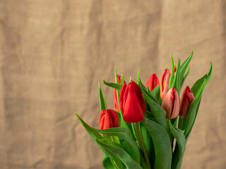 Beautiful bouquet of red tulips. Brown color hessian cloth in the background. Selective focus. Still life. Gift to woman on a special occasion.