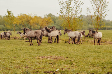 Obraz na płótnie Canvas wild horses that live in an urban environment, Jelgava Latvia