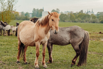 Naklejka na ściany i meble wild horses that live in an urban environment, Jelgava Latvia