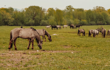 Naklejka na ściany i meble wild horses that live in an urban environment, Jelgava Latvia